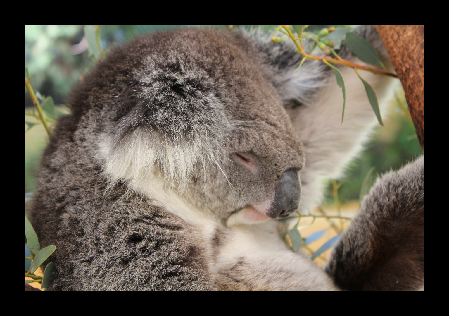 Koala