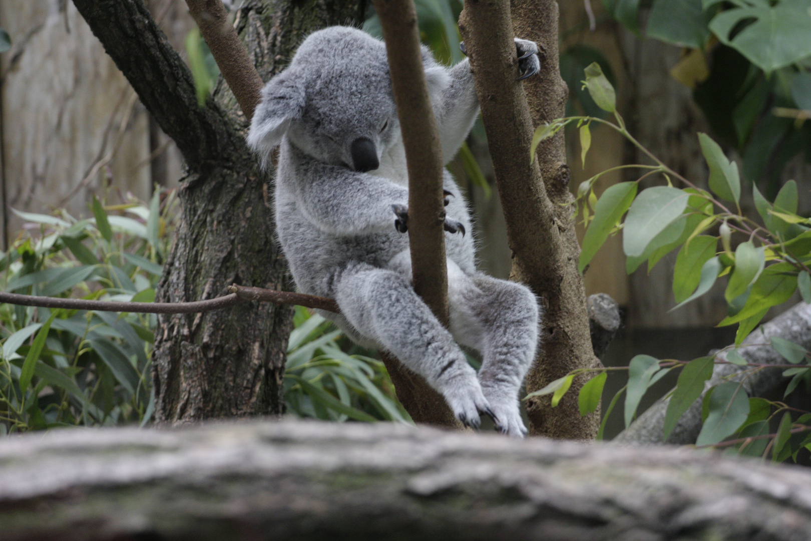 Koala