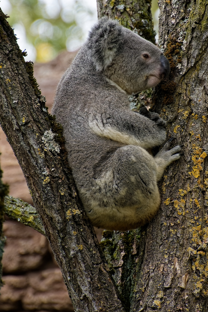 Koala