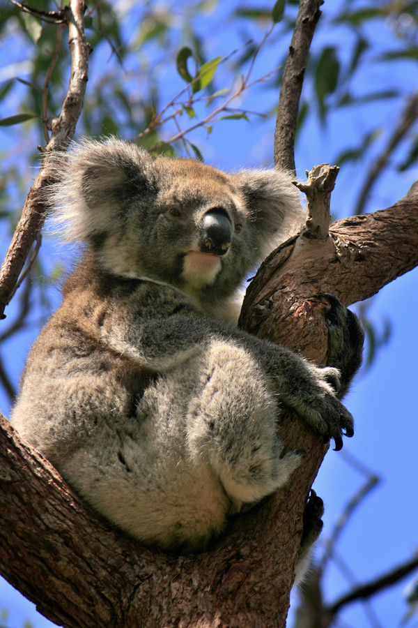 Koala