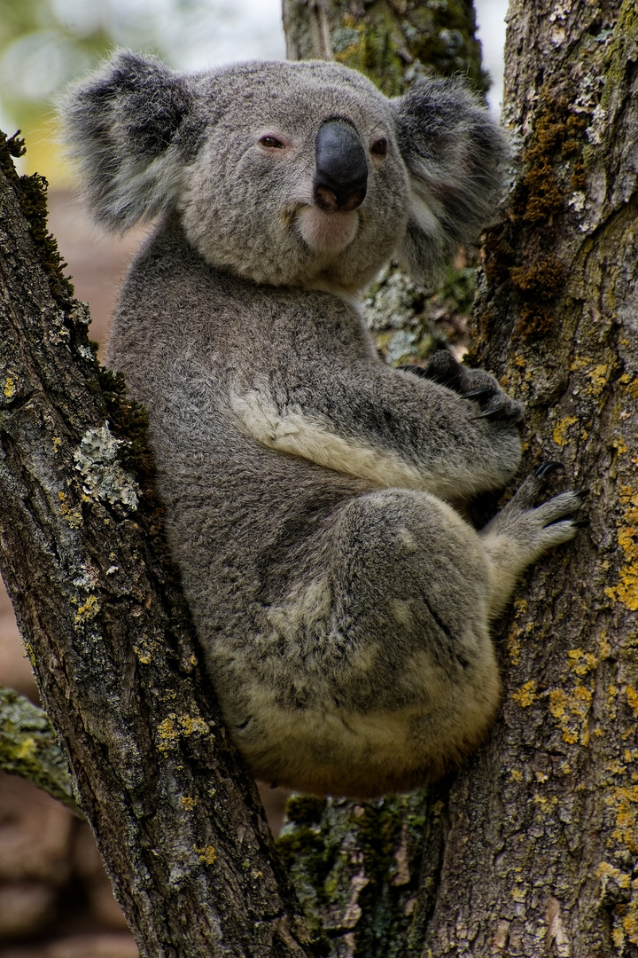 Koala