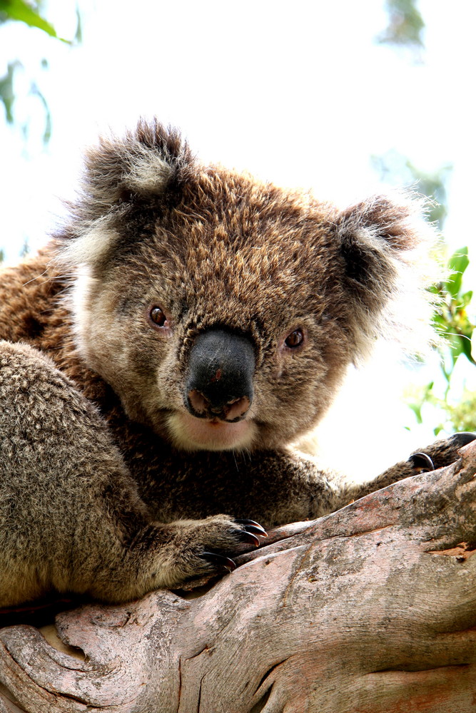 Koala