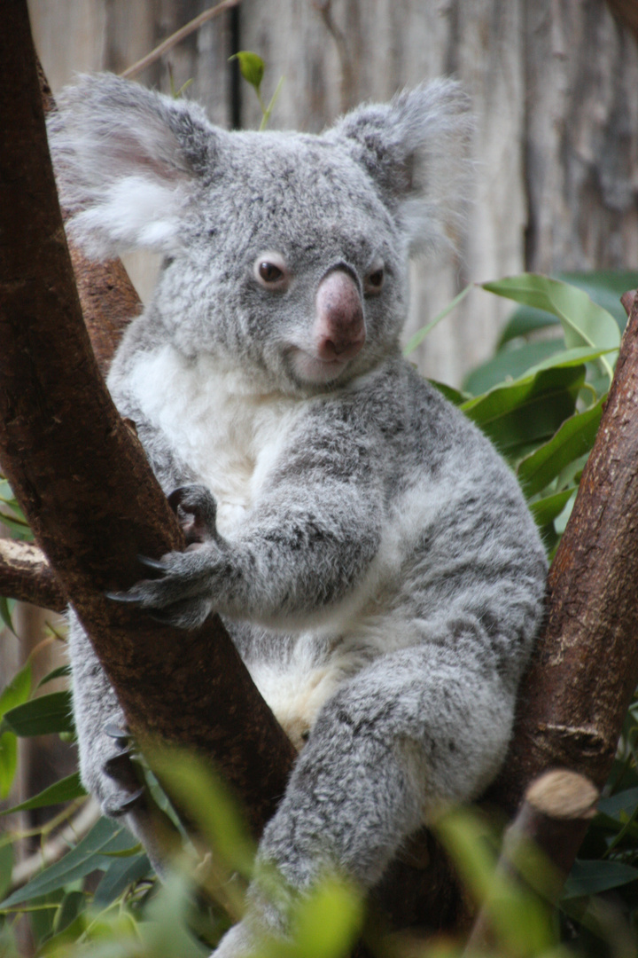 Koala