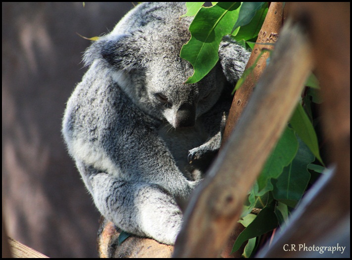 Koala