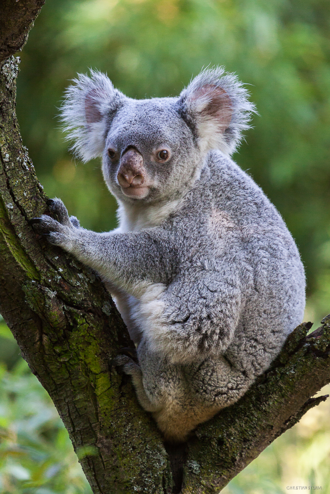 Koala