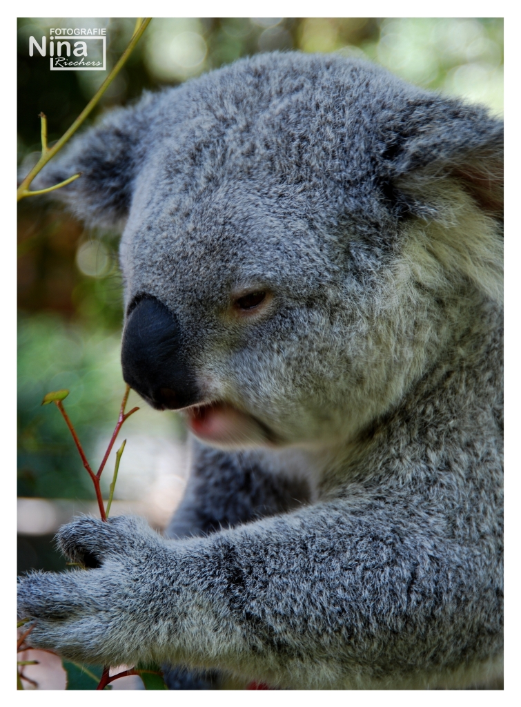 Koala