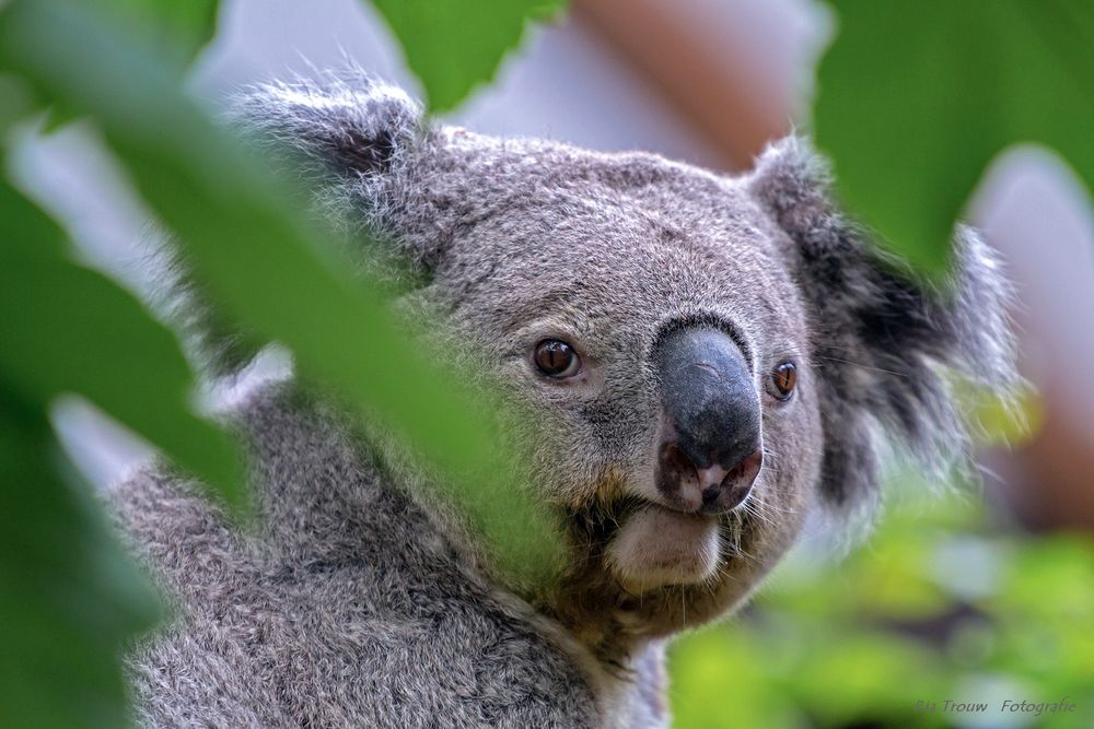 Koala