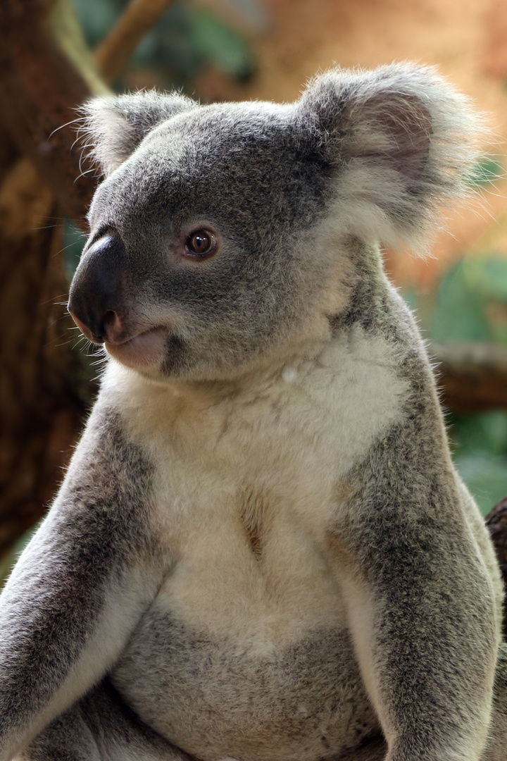 Koala