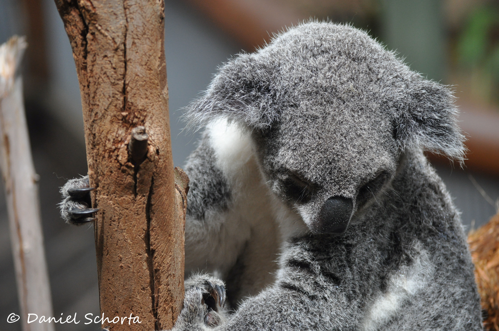 Koala