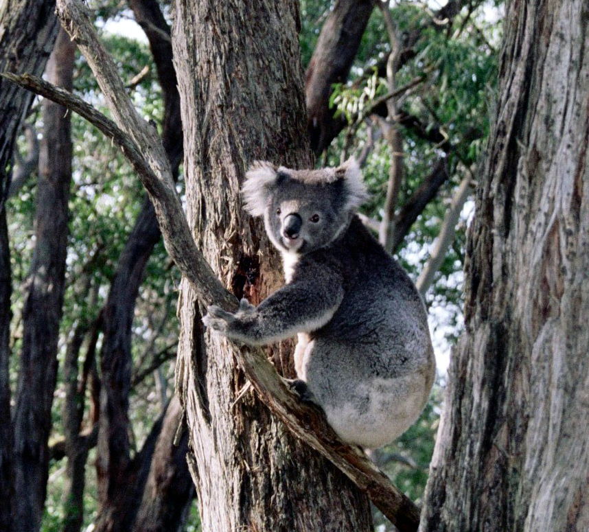 koala