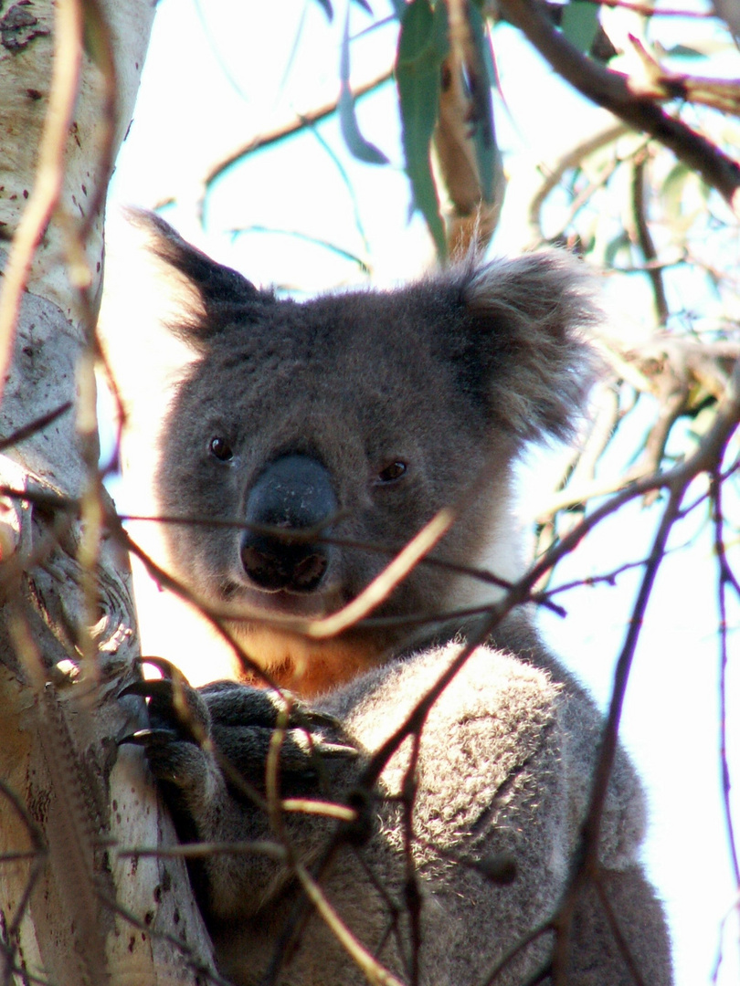 Koala