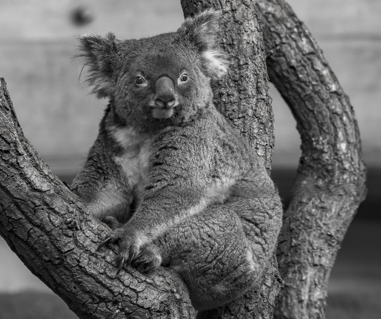 Koala