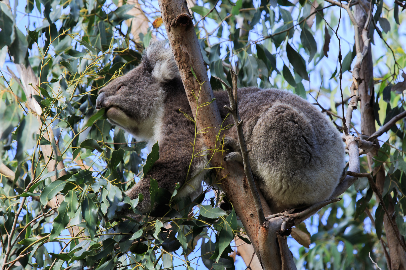 Koala 