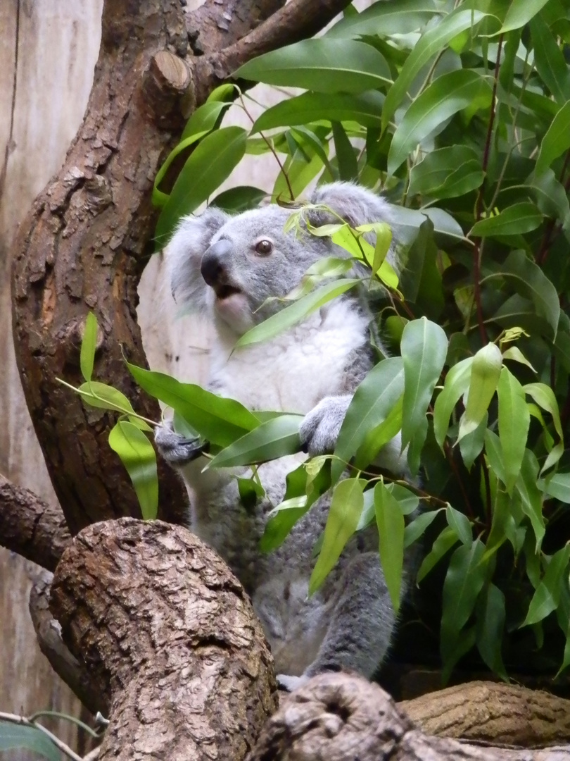 Koala