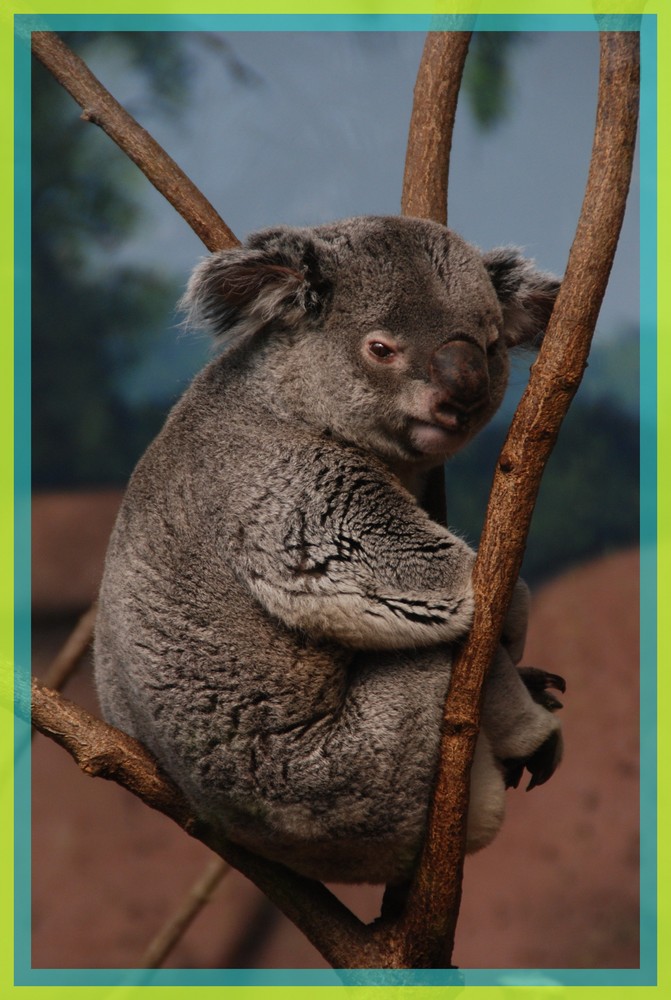 koala