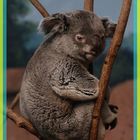 koala