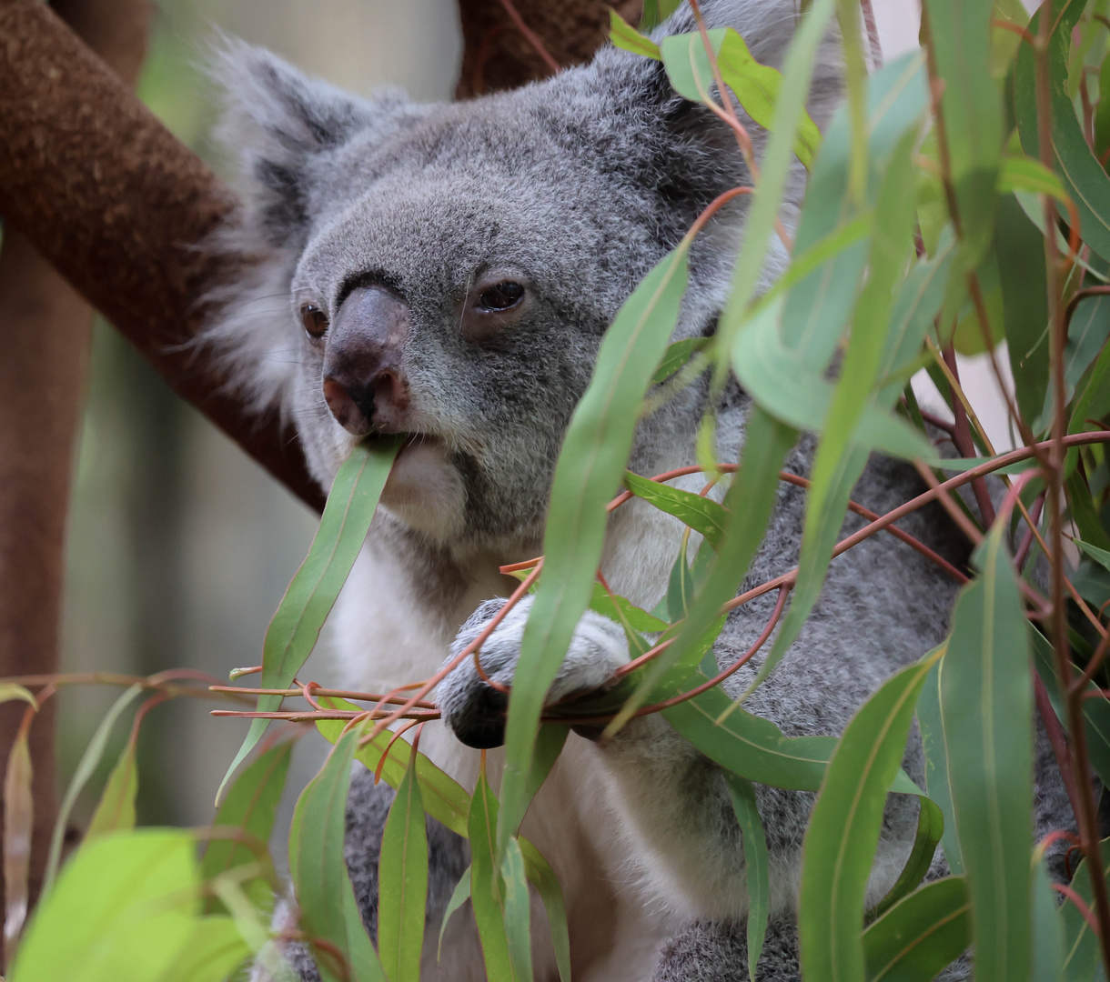 Koala 