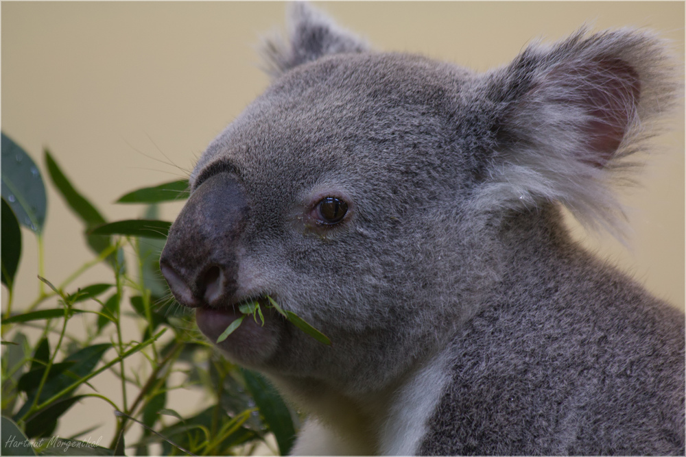 Koala ...