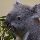 Koala ...