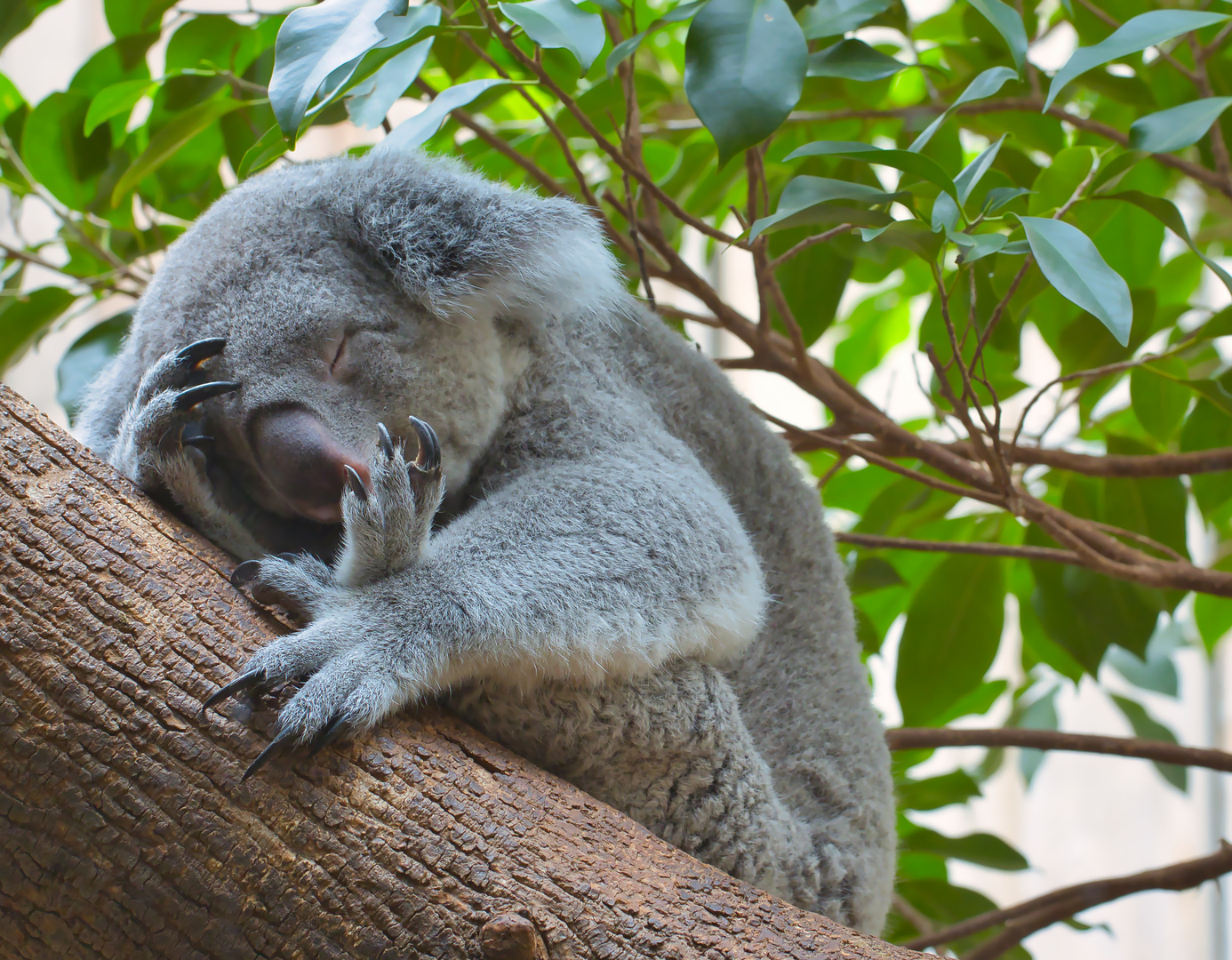 Koala