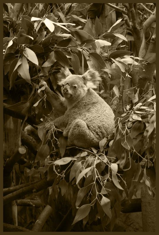 Koala