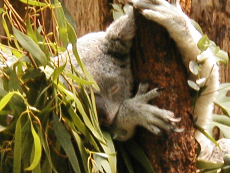 Koala