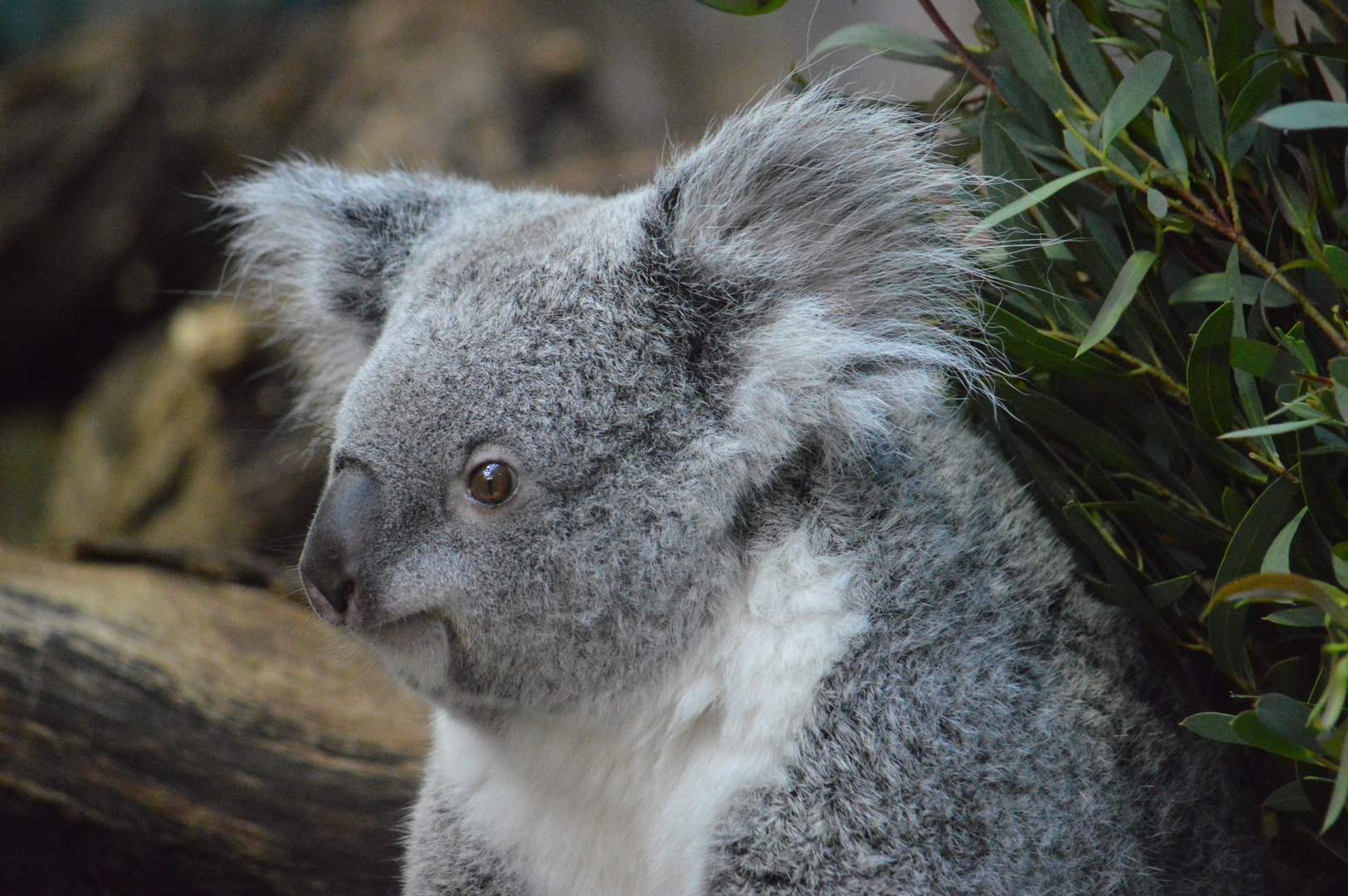 Koala