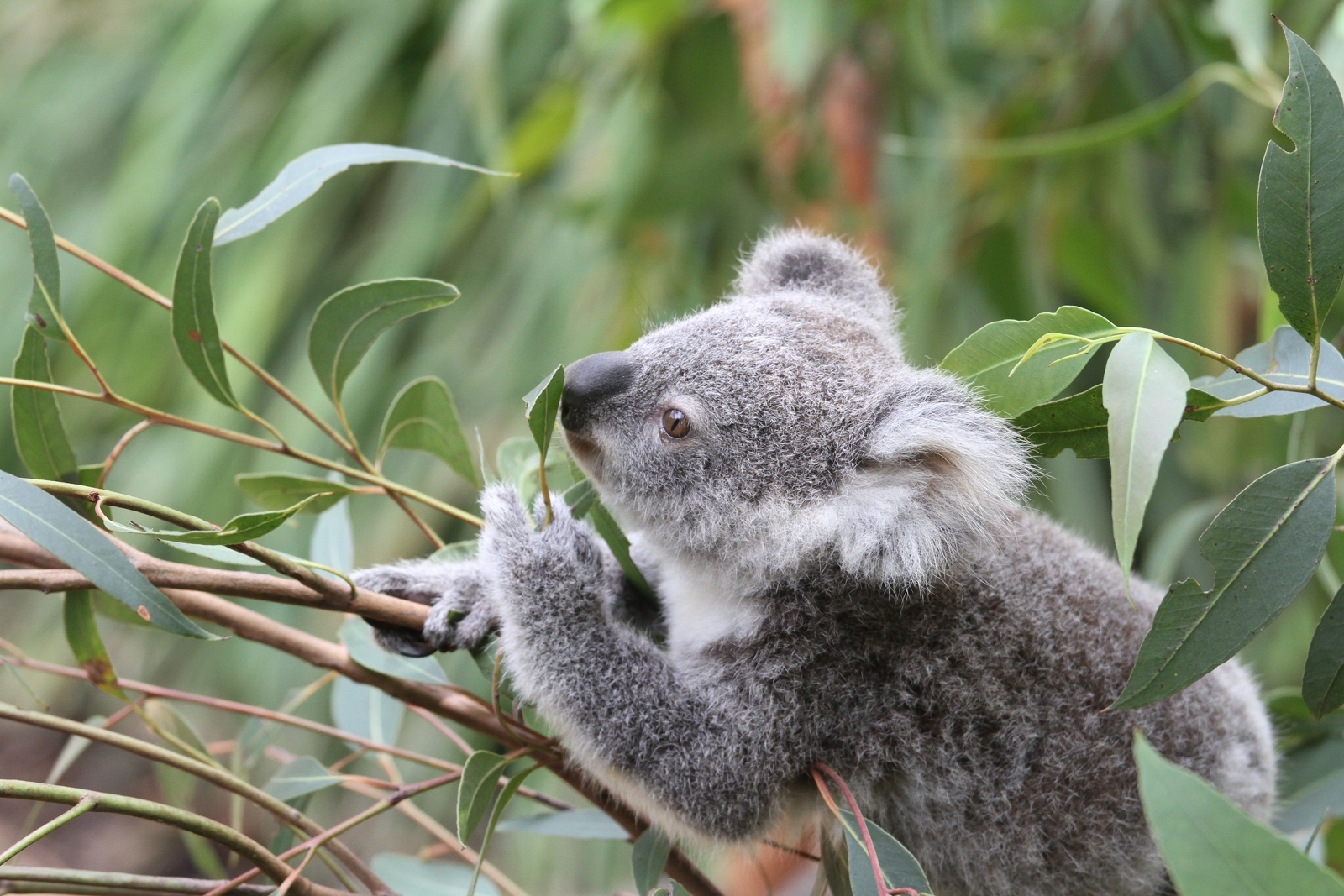 Koala