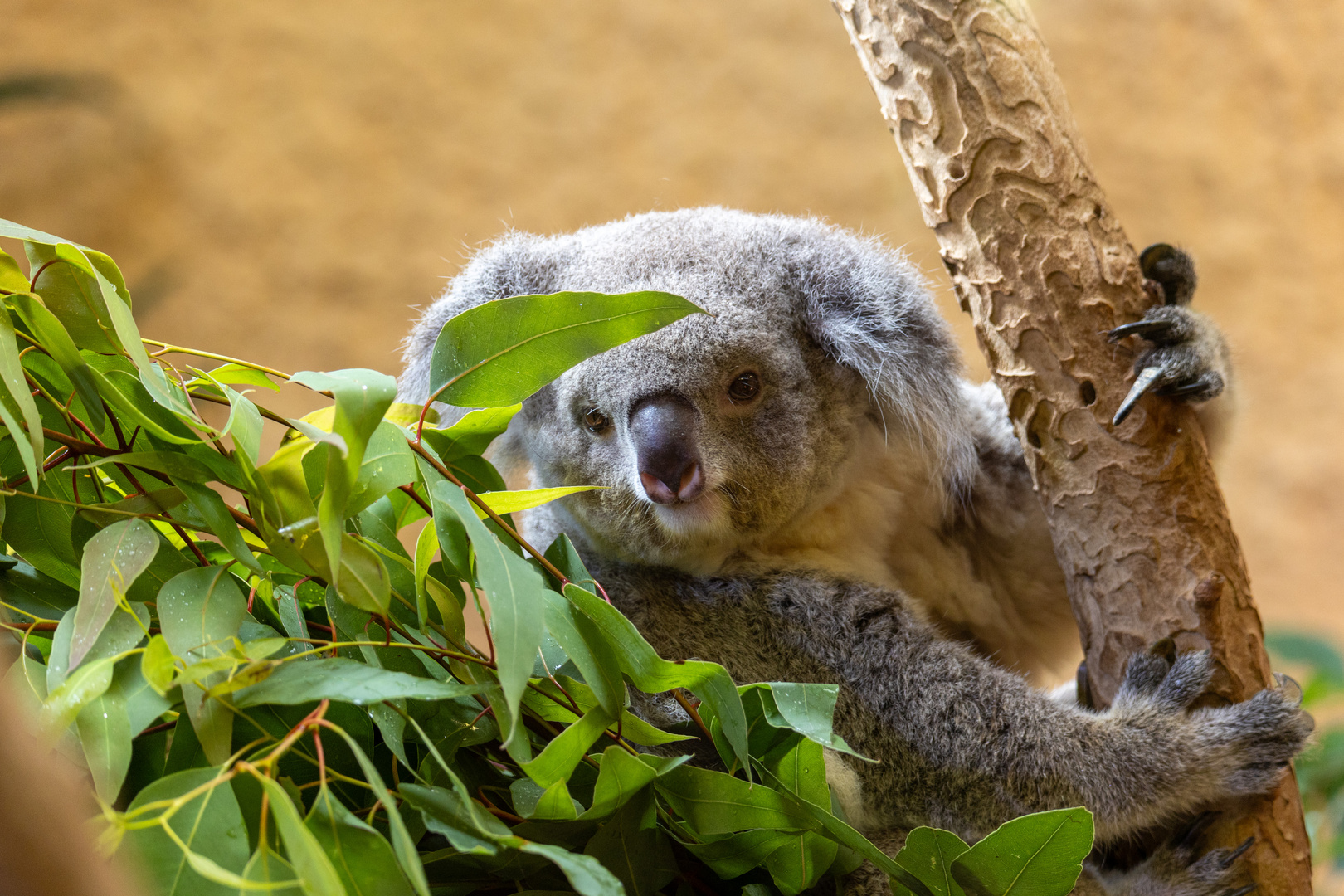 Koala