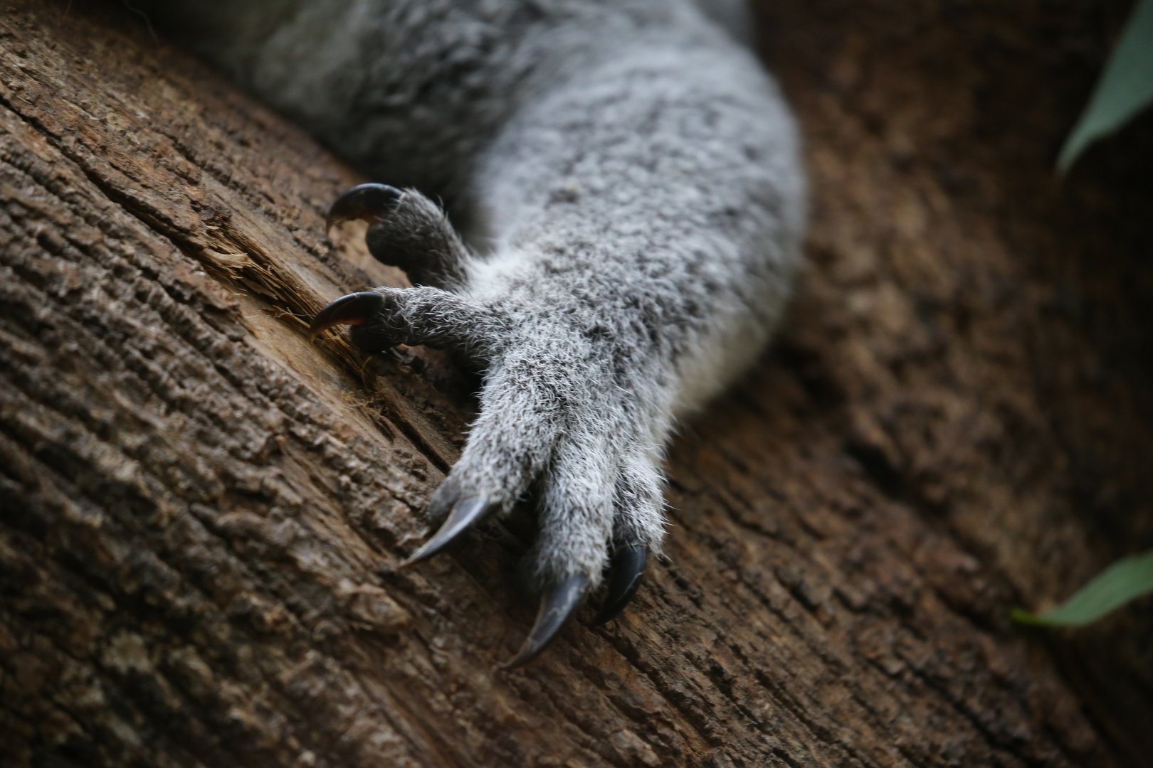 Koala