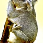 koala