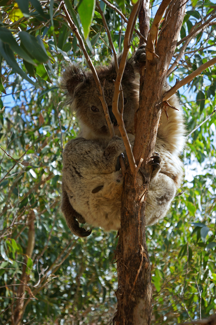 Koala