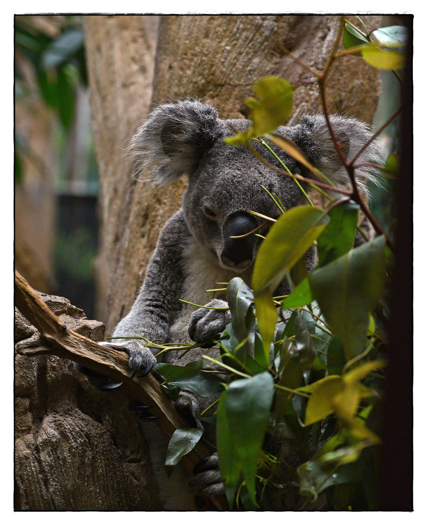 Koala