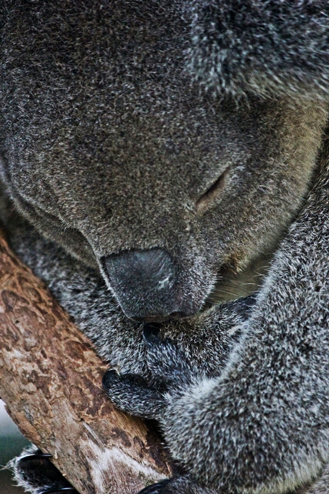 Koala