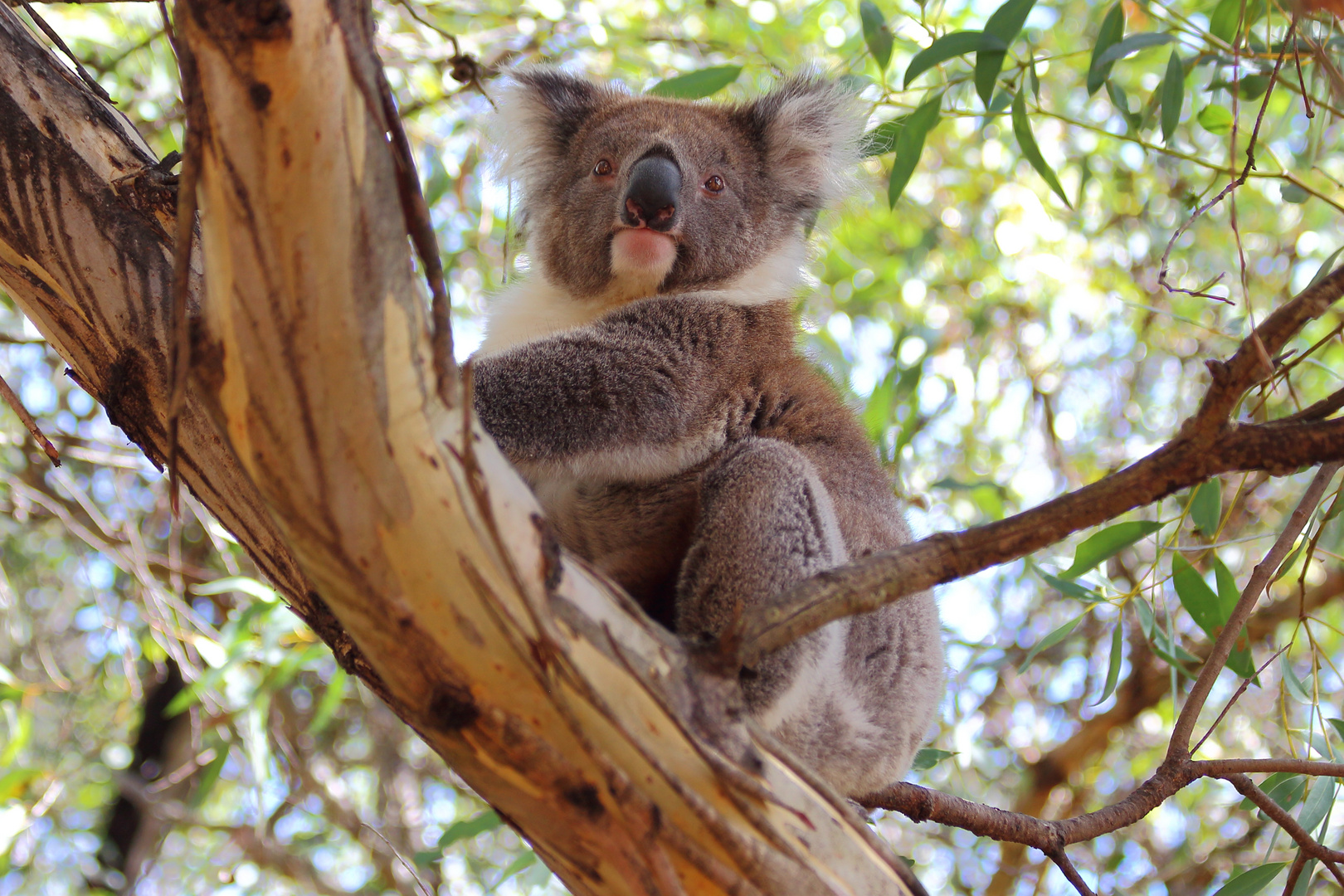 Koala an der Great Ocean Road