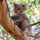 Koala an der Great Ocean Road