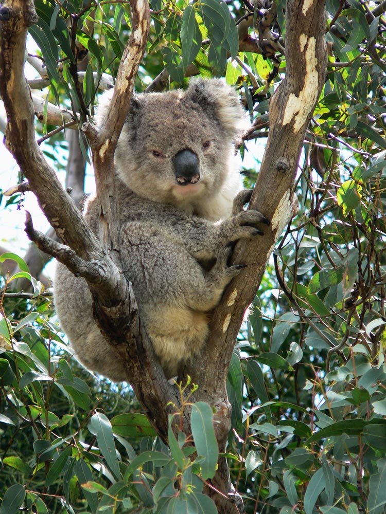 Koala an der Great Ocean Road
