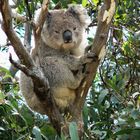 Koala an der Great Ocean Road