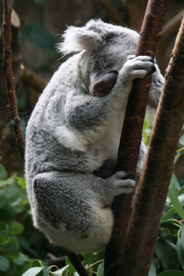 Koala asleep