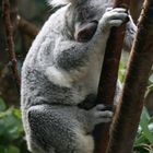 Koala asleep