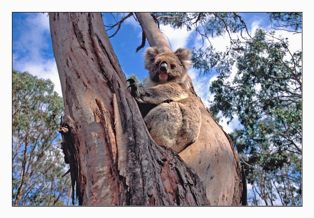 Koala auf einem Eukalyptusbaum