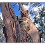 Koala auf einem Eukalyptusbaum