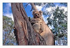 Koala auf einem Eukalyptusbaum