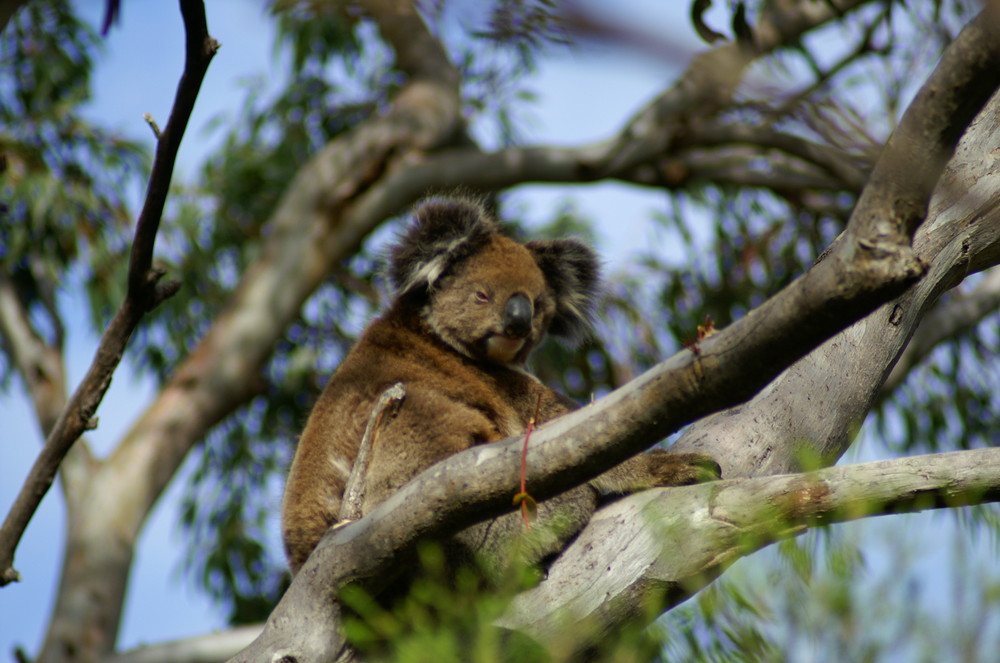 Koala auf Kangaroo Island