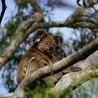 Koala auf Kangaroo Island