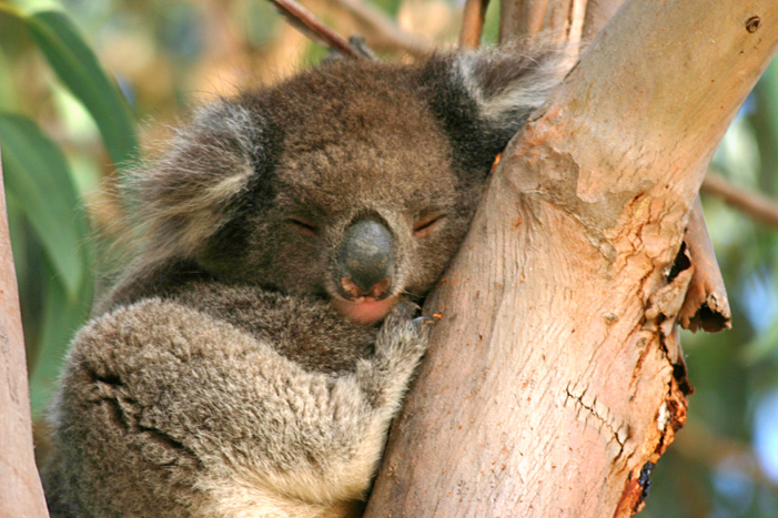 Koala auf Kangaroo Island