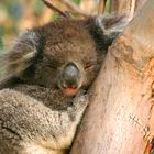 Koala auf Kangaroo Island