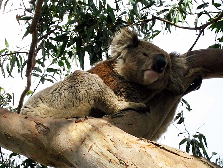 Koala auf Kangaroo Island