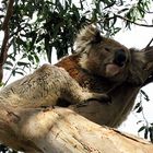 Koala auf Kangaroo Island