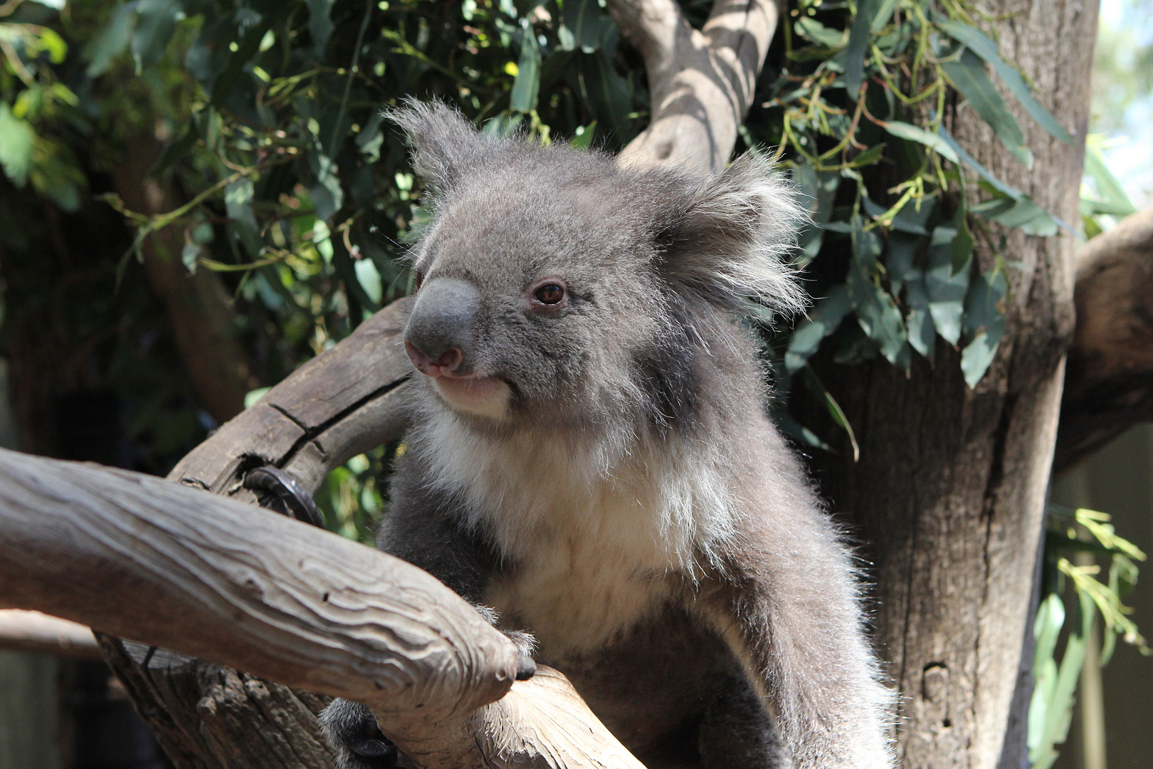 Koala auf Kangaroo Island